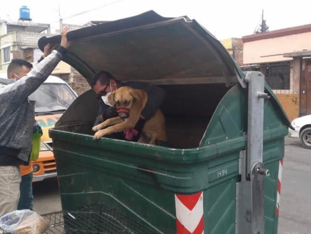 PERRITO FUE ENCONTRADO EN CONTENEDOR DE BASURA