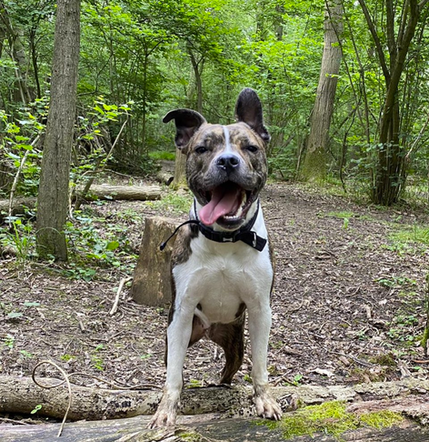 Screenshot 2022-05-06 084749.png