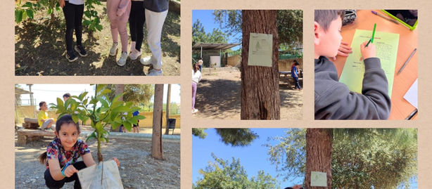 Spain- Trees in our school