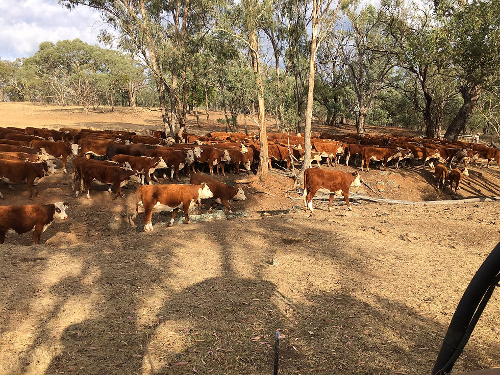 Spire View Herefords