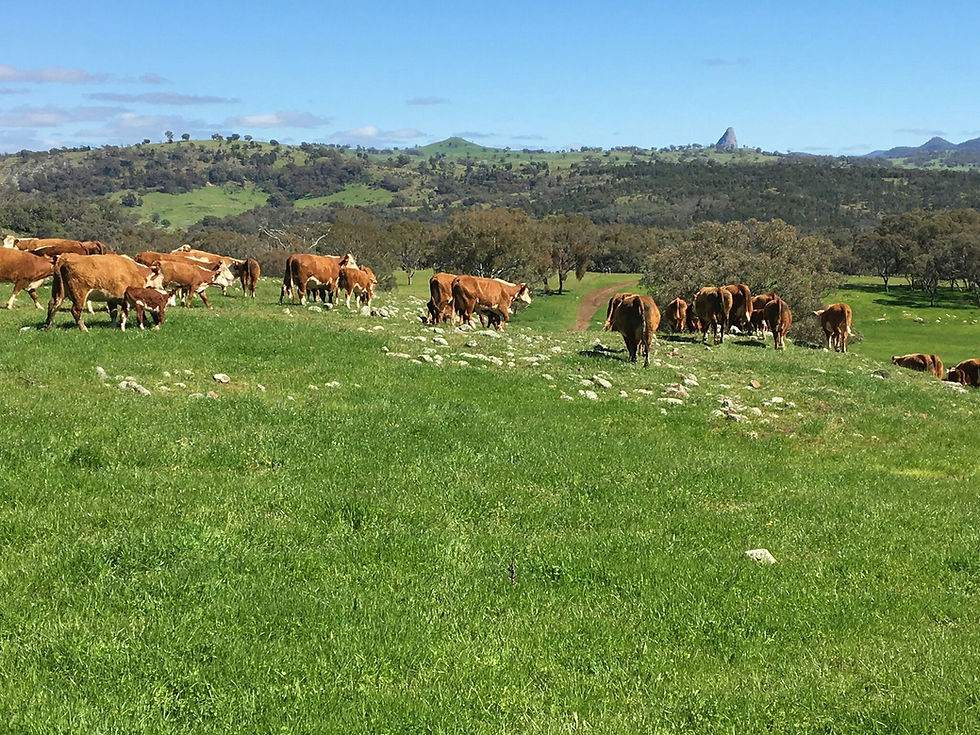 Spire View Herefords