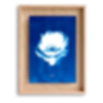 Décoration murale Cyanotype Pavot
