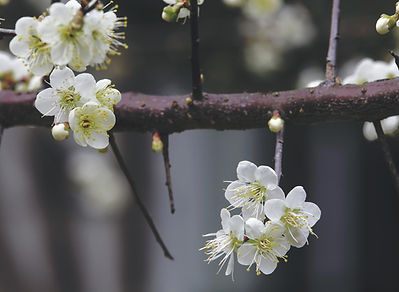 Blossoms2.jpg