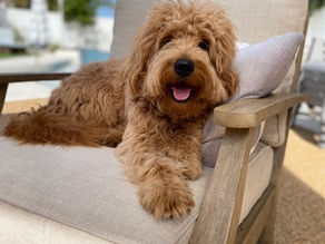 mini goldendoodle allergies