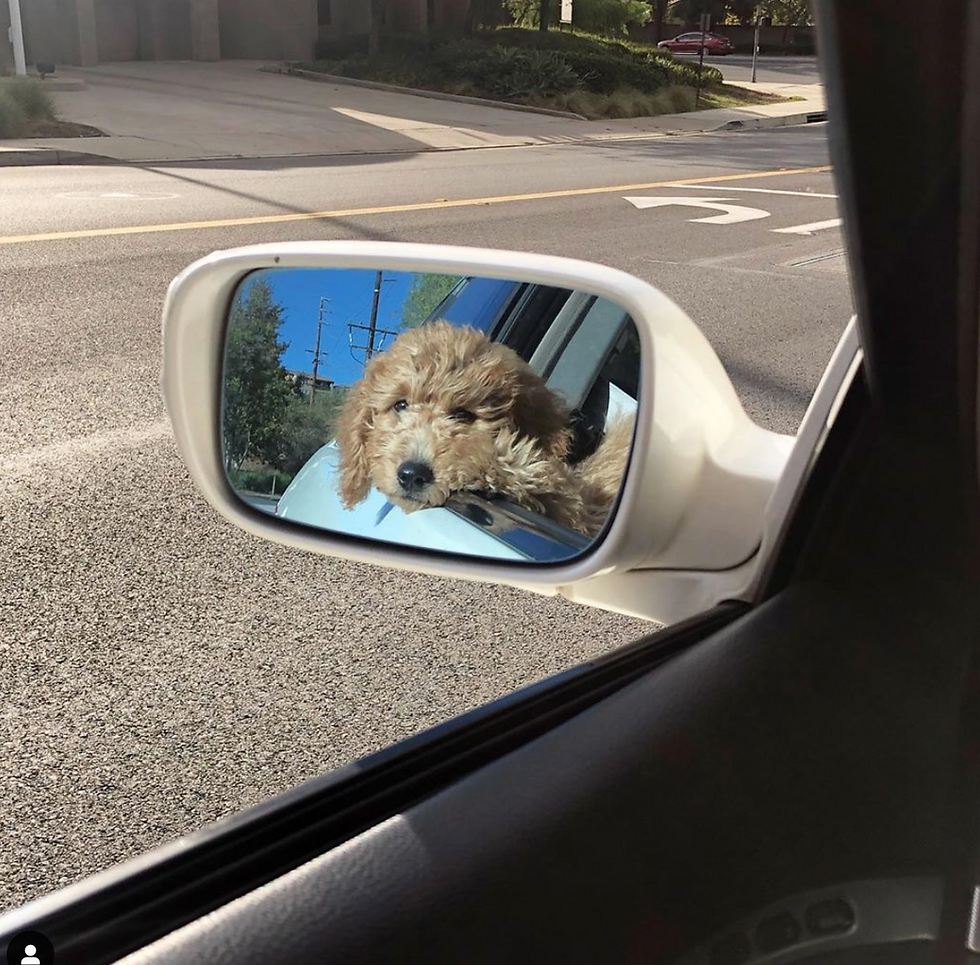mini goldendoodle california