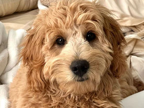 english teddybear goldendoodles