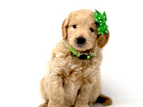Mini Goldenoodle Boise, Idaho