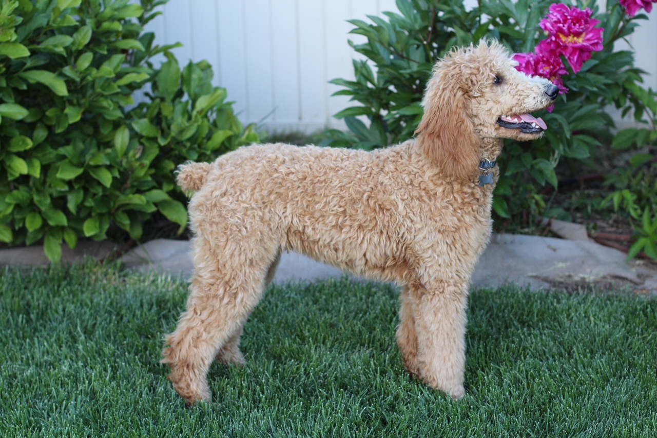 Goldendoodle Stud Rusty powergoldens