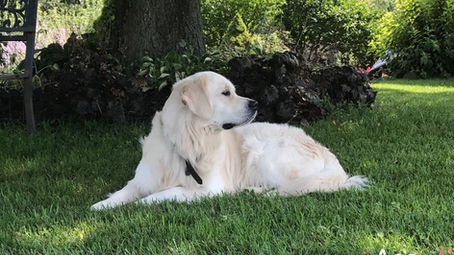 English Cream Golden Retriever Puppies for Sale Boise, Idaho