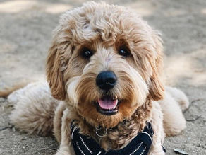 hypoallergenic doodle coat types