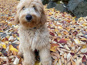 mini goldendoodle health records