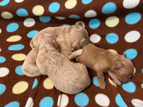 Should You Wait Until After One Year to Neuter Your Mini Goldendoodle?