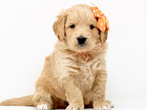 mini goldendoodle therapy dog