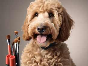 Grooming Your F1 English Mini Goldendoodle: It can be a fun experience!