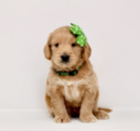 Green Boy