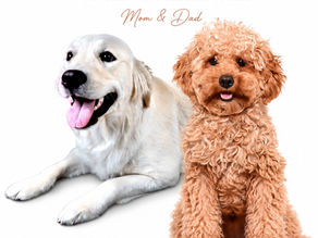 calm doodle puppies for sale