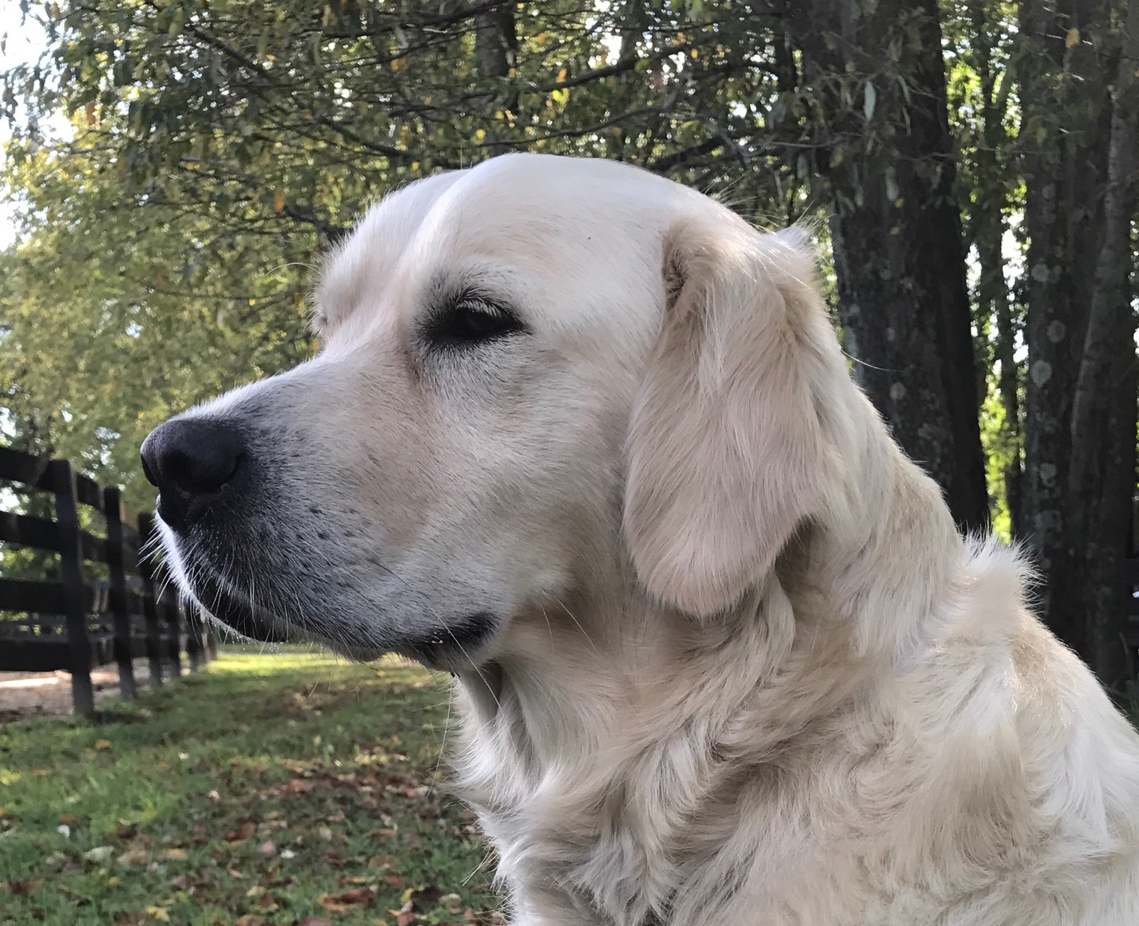 cream colored golden retriever cream colored golden retriever
