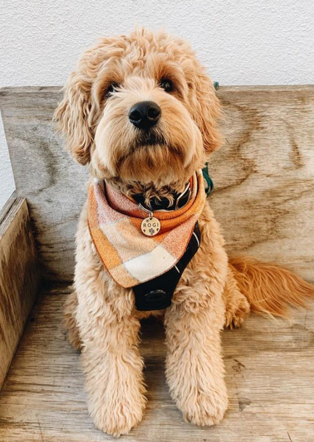 mini goldendoodle seattle