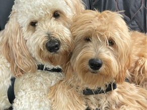 F1b vs F1 Goldendoodles