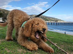 Do Mini Goldendoodle Puppies Shed? (2021)