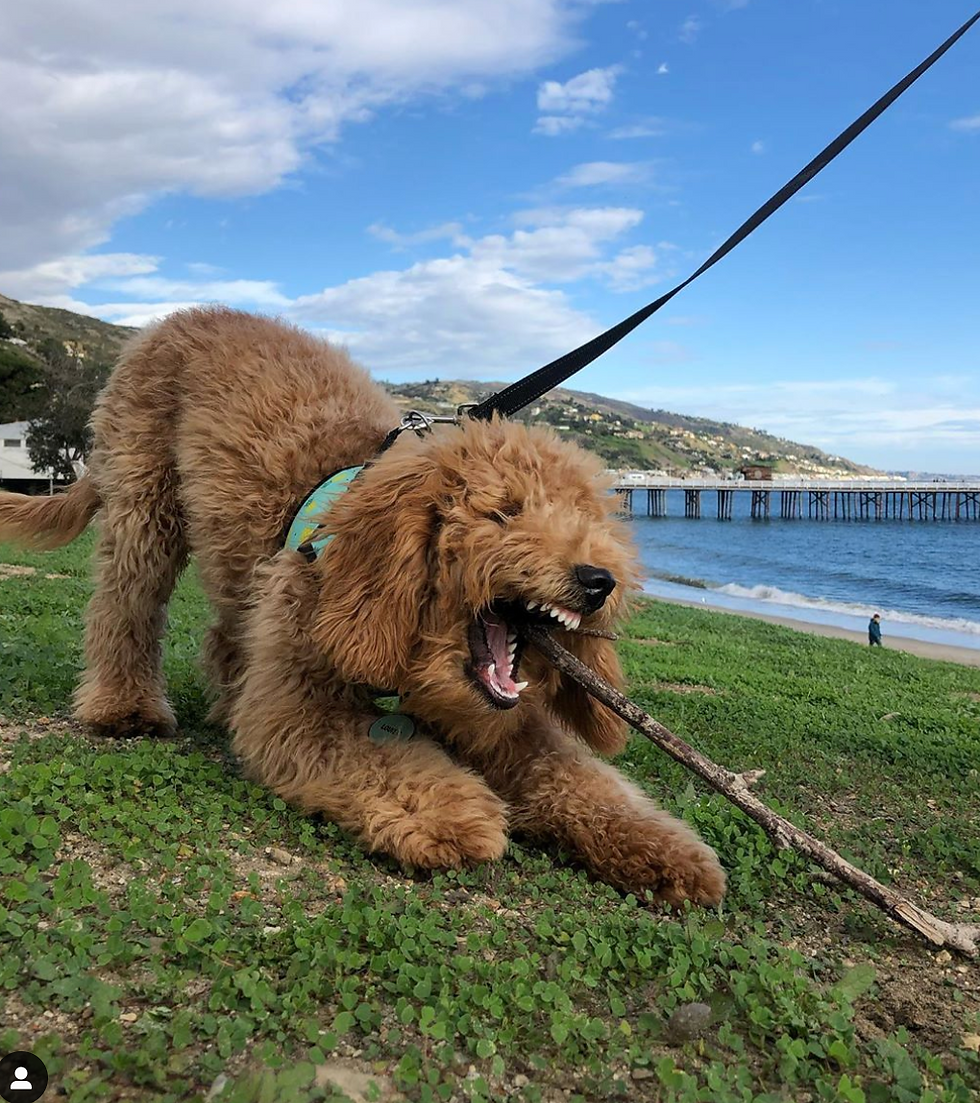 Do Mini Goldendoodle Puppies Shed