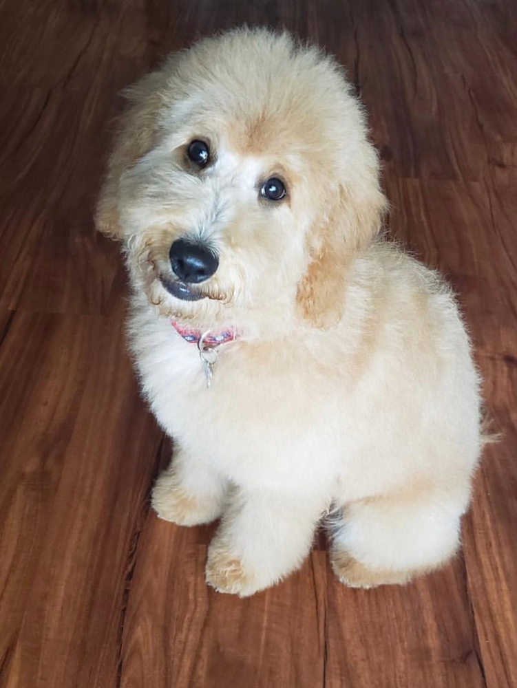 Is a Goldendoodle a good family dog?