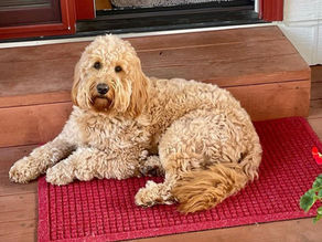 are mini goldendoodles good with kids