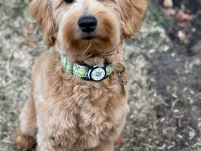 mini goldendoodle dog breeder questions