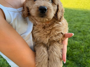 mini goldendoodle boise idaho