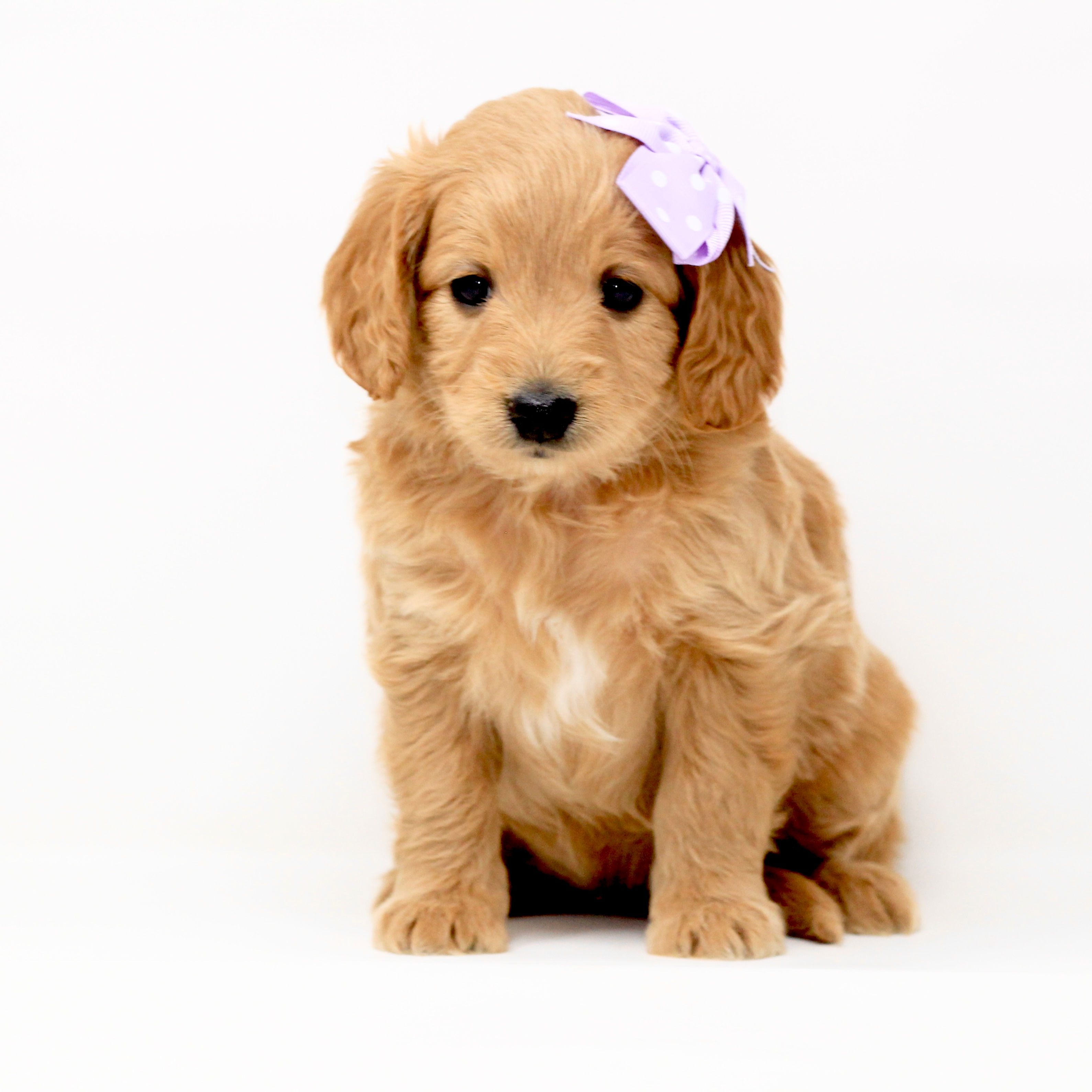 Ellie's Light Purple Girl