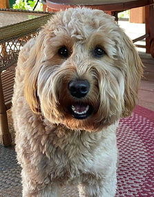mini goldendoodle prescott arizona