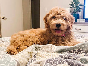 Mini Goldendoodle Temperament for Families