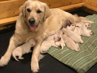 Hot Paws