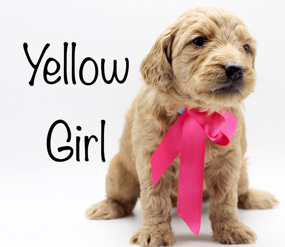 Is The F1 Goldendoodle The Right Generation For Me 