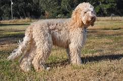 f1 labradoodle