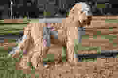f1 labradoodle