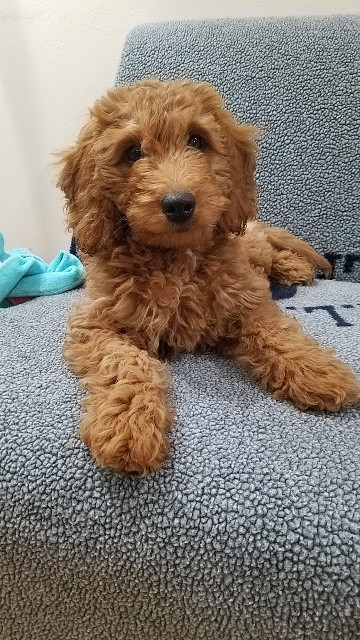 Worm Goldendoodle Puppies