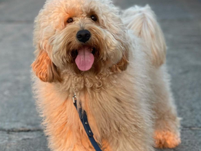 english goldendoodle versus american