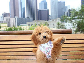 mini goldendoodle breeder california