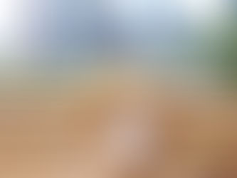 mini goldendoodle breeder california
