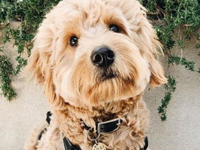 mini goldendoodle adoption process