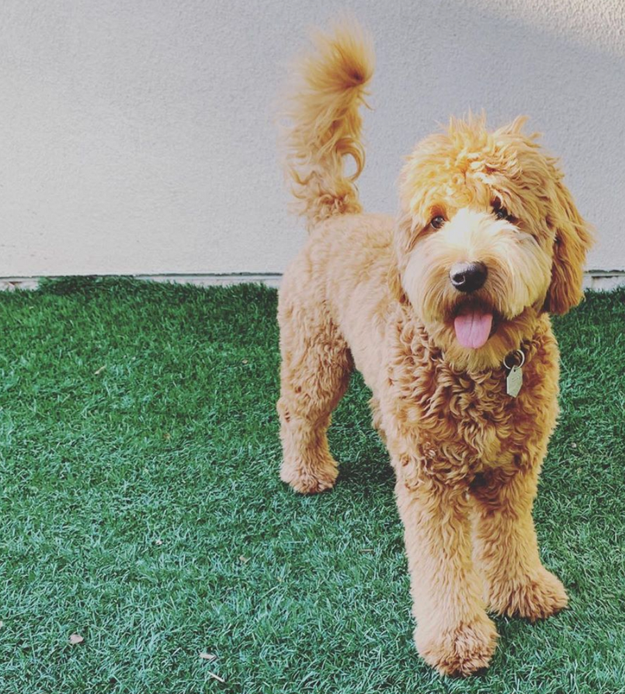 Are Mini Goldendoodles Good With Kids & Family Members? (2021)