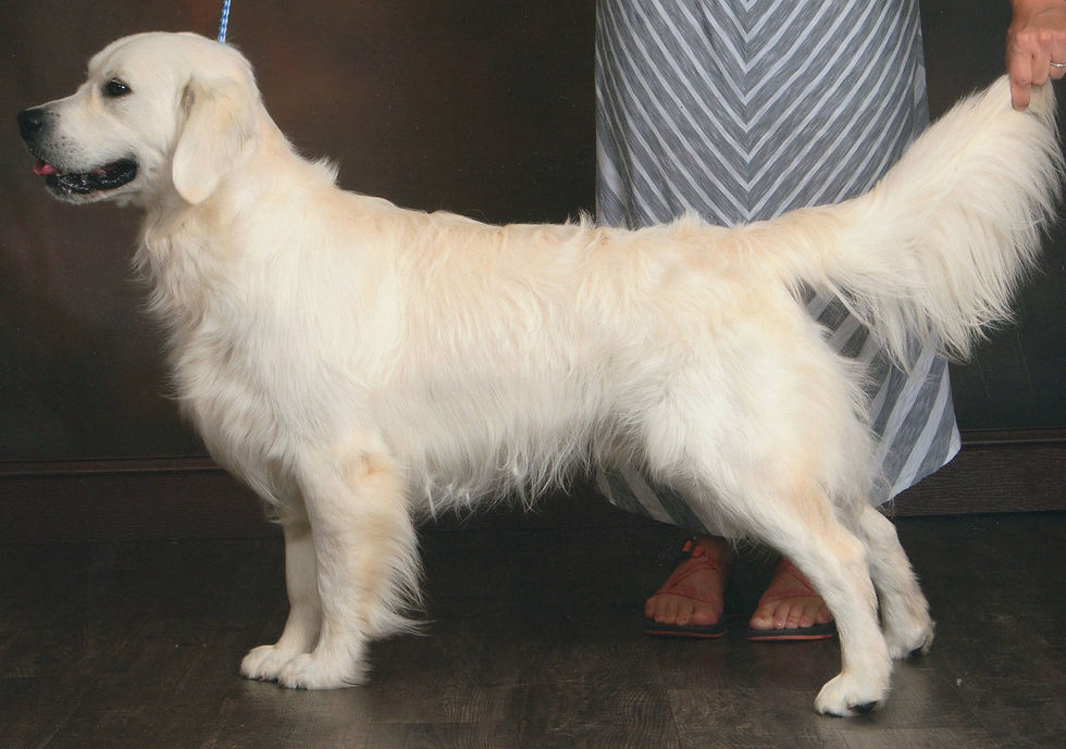 Thumbnail: Piper's Litter - Ready August 16th, 2017 (estimated date)