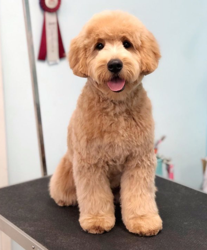teddybear goldendoodles