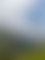 Tall palm trees rise over green hills and misty mountains under a blue, cloudy sky, creating a calm tropical landscape.