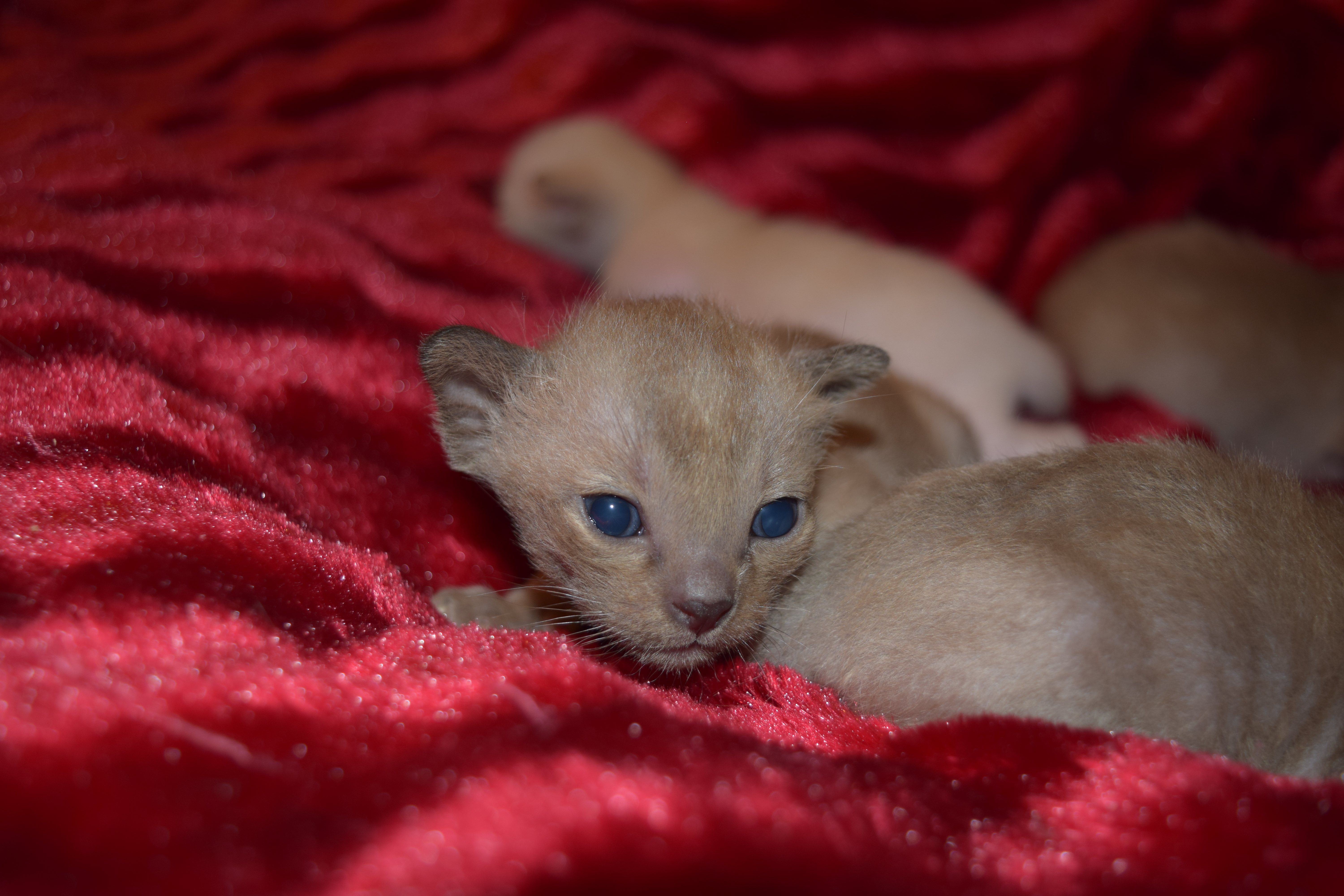 Tink's Kittens