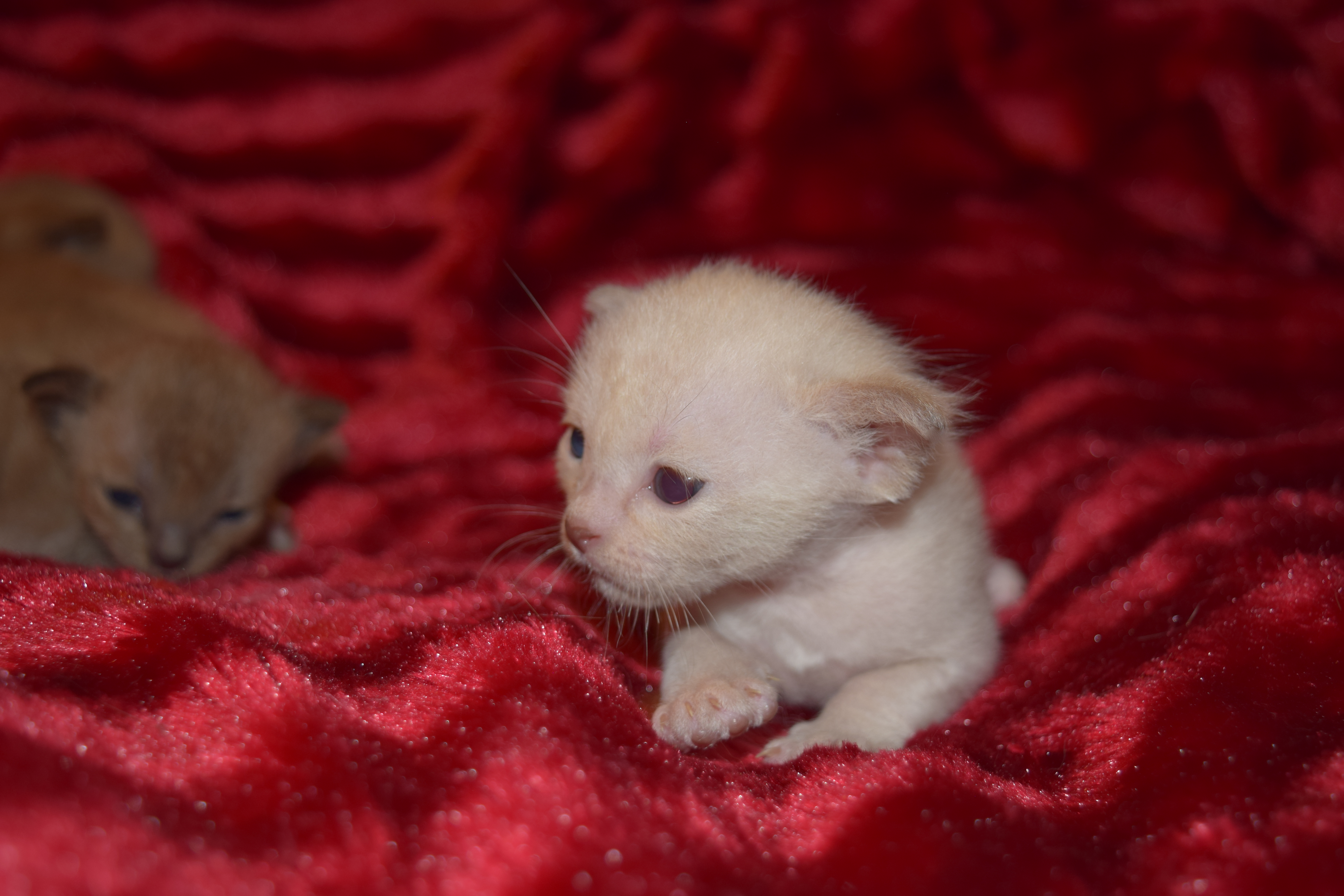 Tink's Kittens