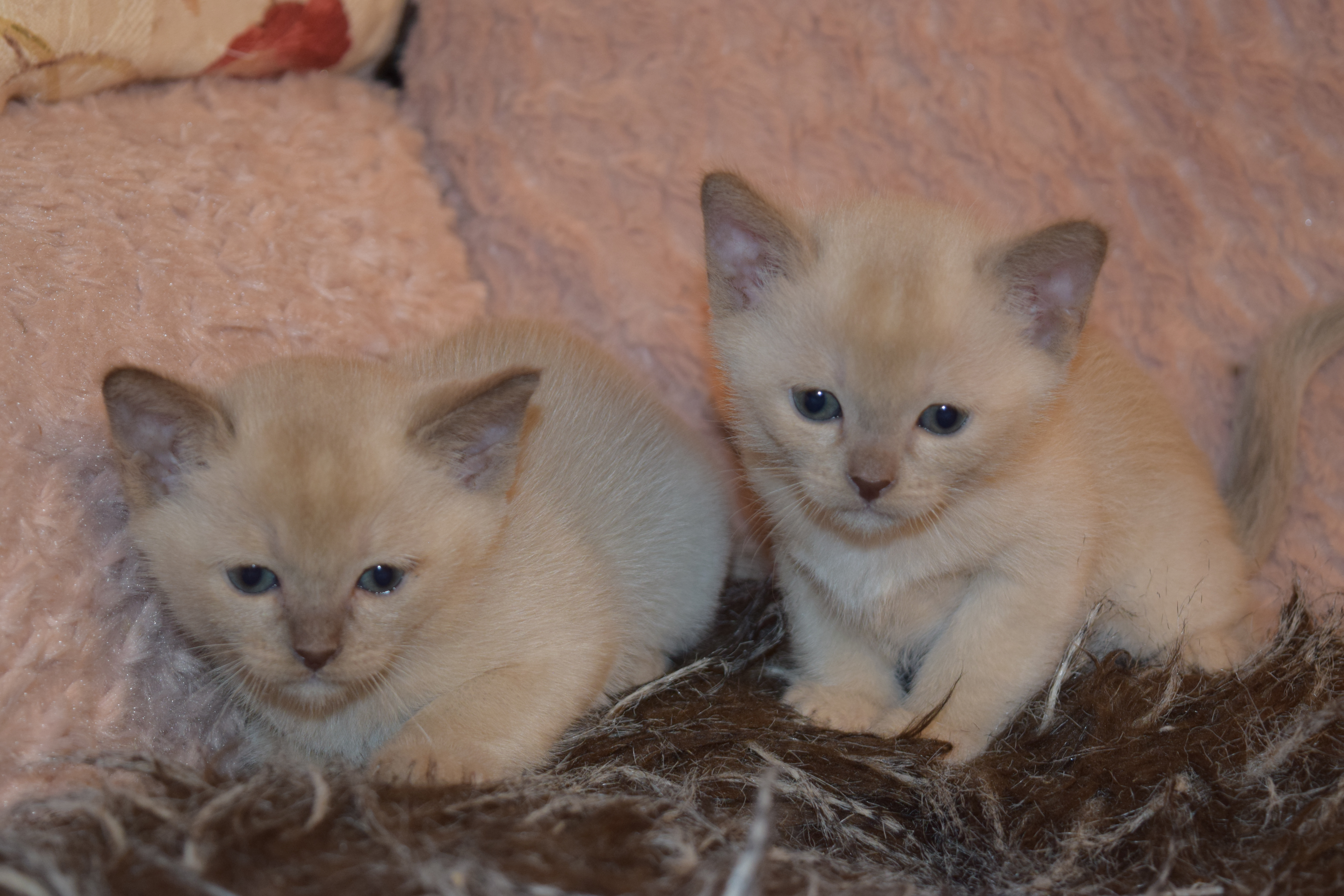 Bonnie's Kittens