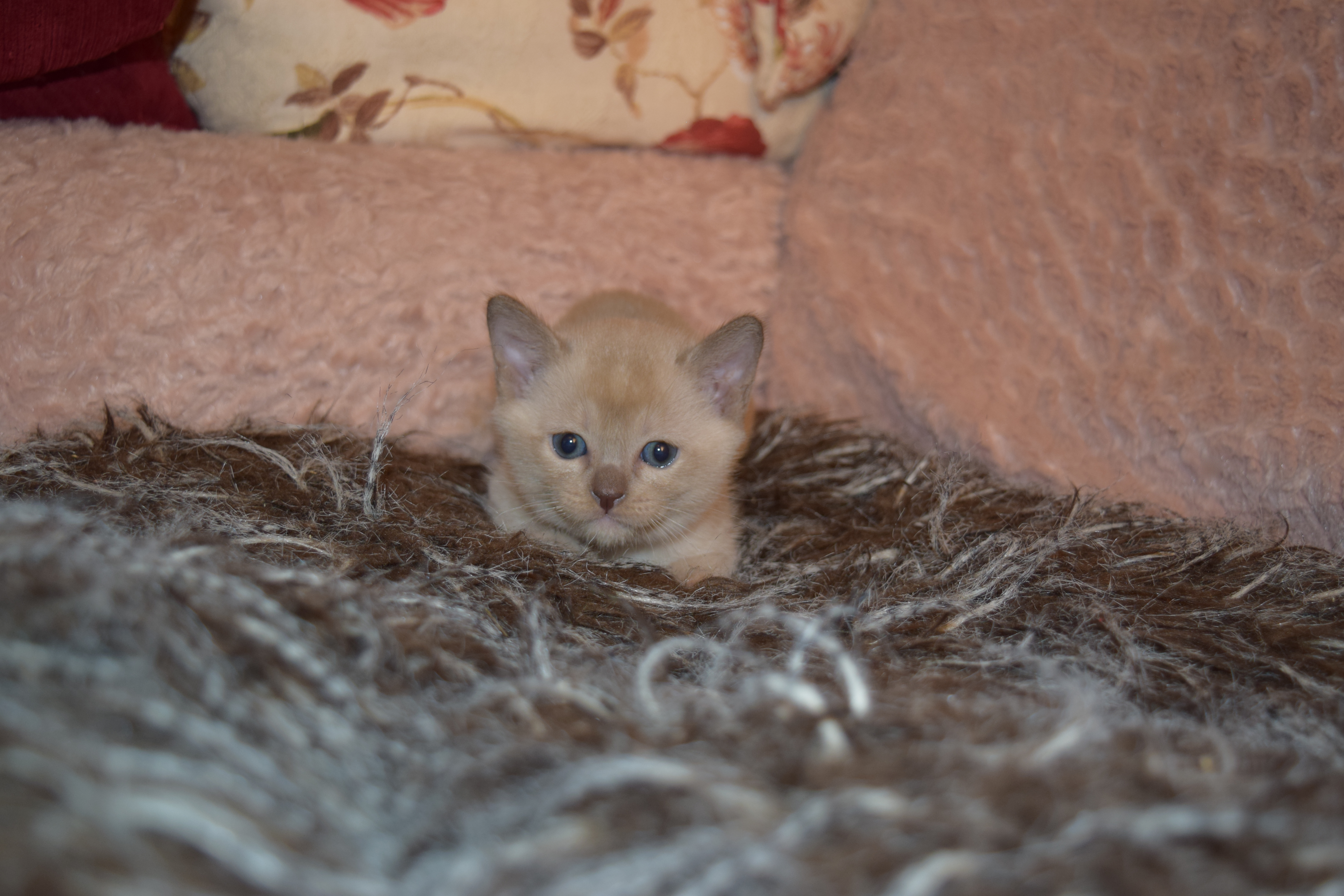 Bonnie's Kittens