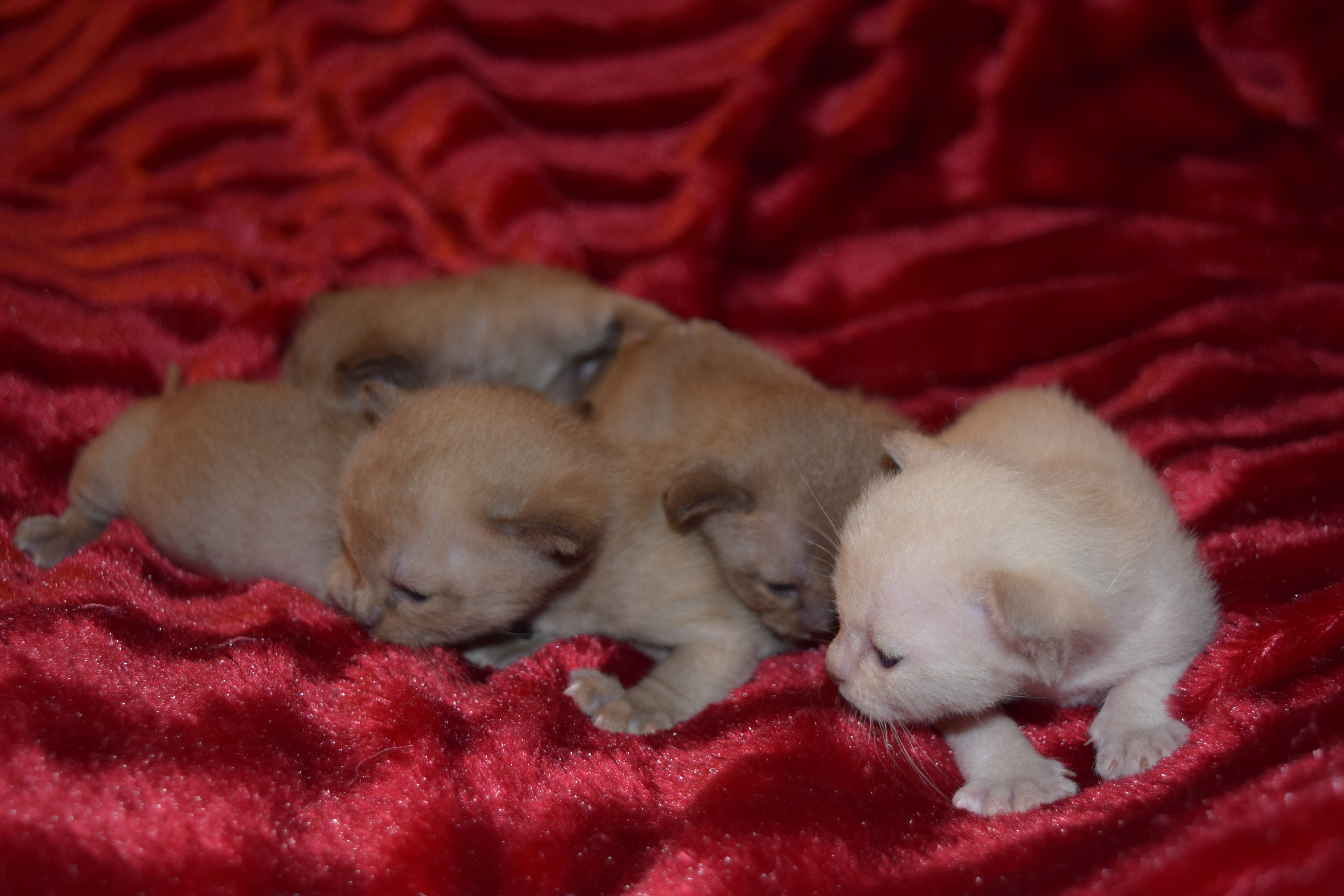 Tink's Kittens